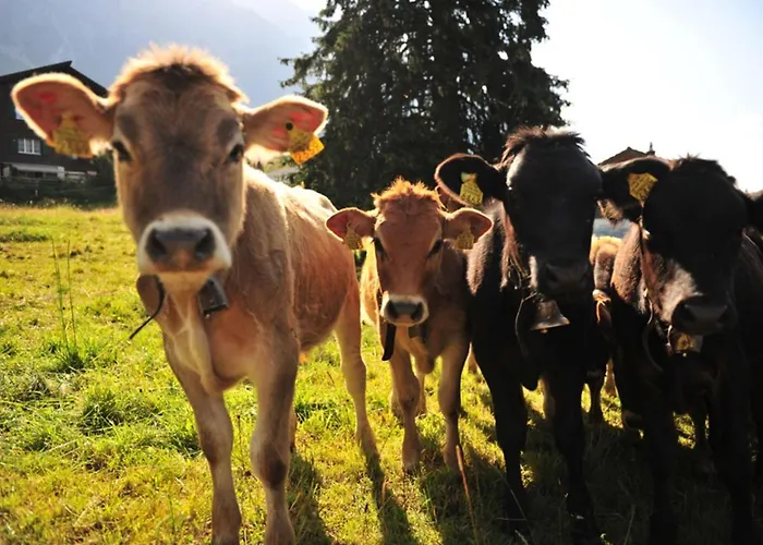 Szálloda Lenzerhorn - Alpine Stay, & Savour 4*